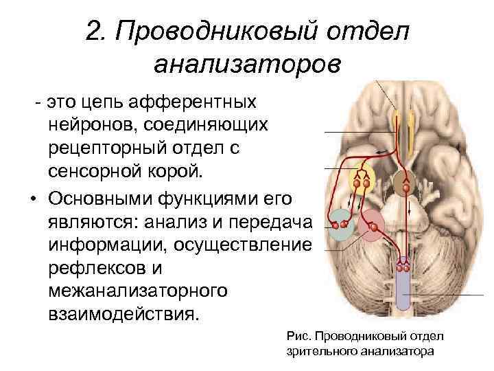 Температурный анализатор физиология презентация