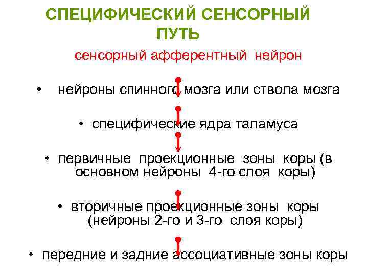 СПЕЦИФИЧЕСКИЙ СЕНСОРНЫЙ ПУТЬ сенсорный афферентный нейрон • нейроны спинного мозга или ствола мозга •