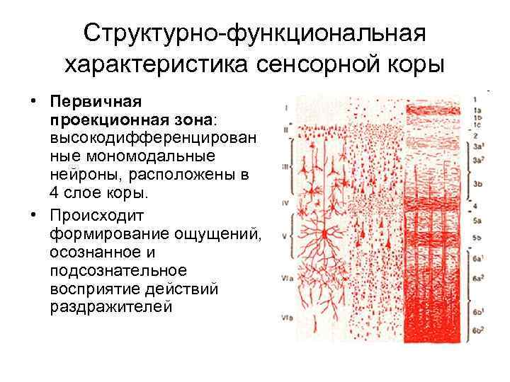 Структурно-функциональная характеристика сенсорной коры • Первичная проекционная зона: высокодифференцирован ные мономодальные нейроны, расположены в