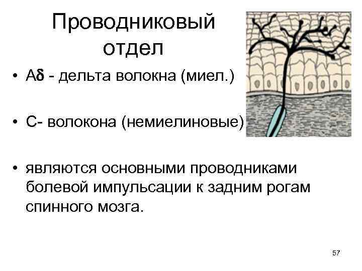 Проводниковый отдел • A - дельта волокна (миел. ) • С- волокона (немиелиновые) •
