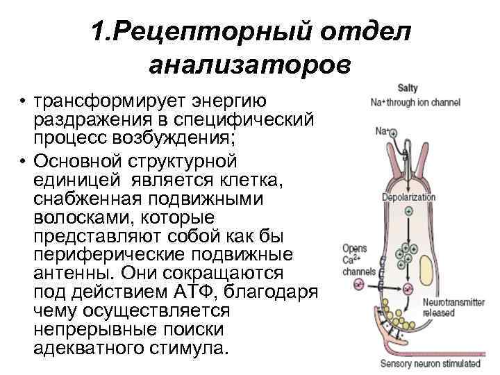 1. Рецепторный отдел анализаторов • трансформирует энергию раздражения в специфический процесс возбуждения; • Основной