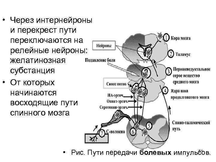  • Через интернейроны и перекрест пути переключаются на релейные нейроны: желатинозная субстанция •
