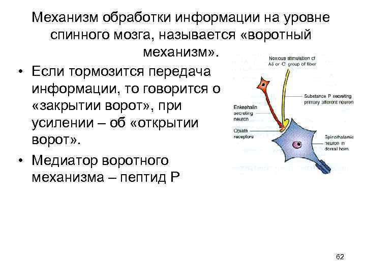 Механизм обработки информации на уровне спинного мозга, называется «воротный механизм» . • Если тормозится