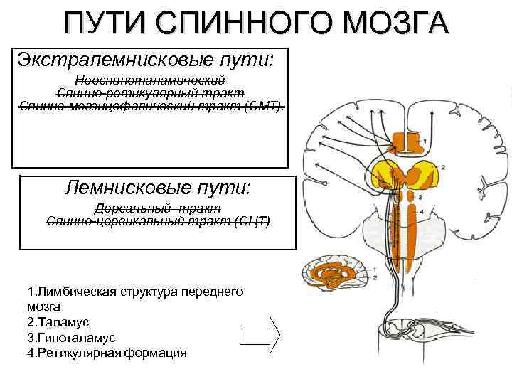 ПУТИ СПИННОГО МОЗГА Экстралемнисковые пути: Неоспиноталамический Спинно-ретикулярный тракт Спинно-мезэнцефалический тракт (СМТ). Лемнисковые пути: Дорсальный