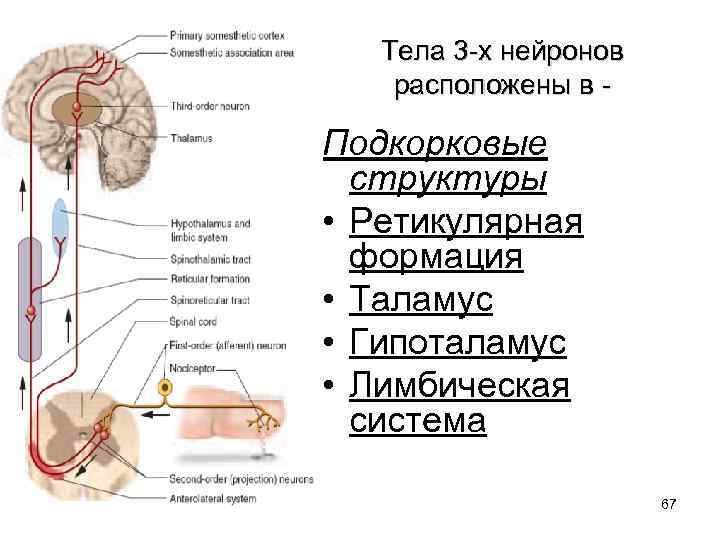 Тела 3 -х нейронов расположены в - Подкорковые структуры • Ретикулярная формация • Таламус