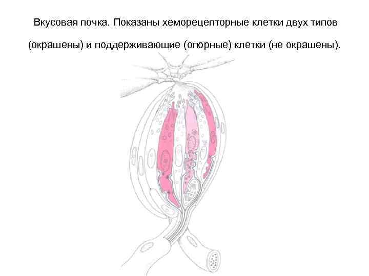 Вкусовая почка. Показаны хеморецепторные клетки двух типов (окрашены) и поддерживающие (опорные) клетки (не окрашены).