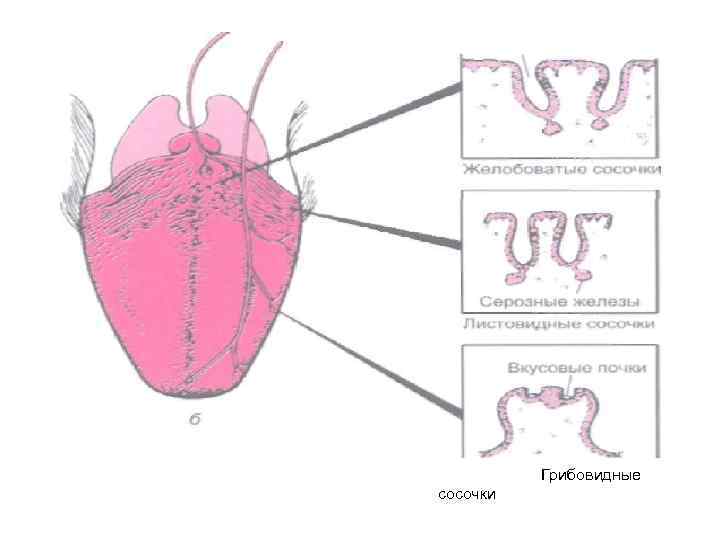 Грибовидные сосочки 