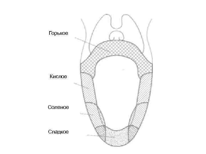 Горькое Кислое Соленое Сладкое 