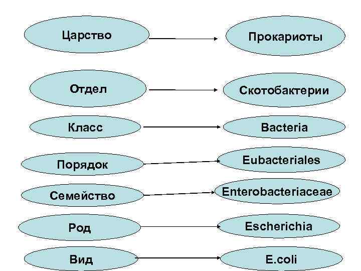 Царство Прокариоты Отдел Скотобактерии Класс Bacteria Порядок Eubacteriales Семейство Enterobacteriaceae Род Escherichia Вид E.