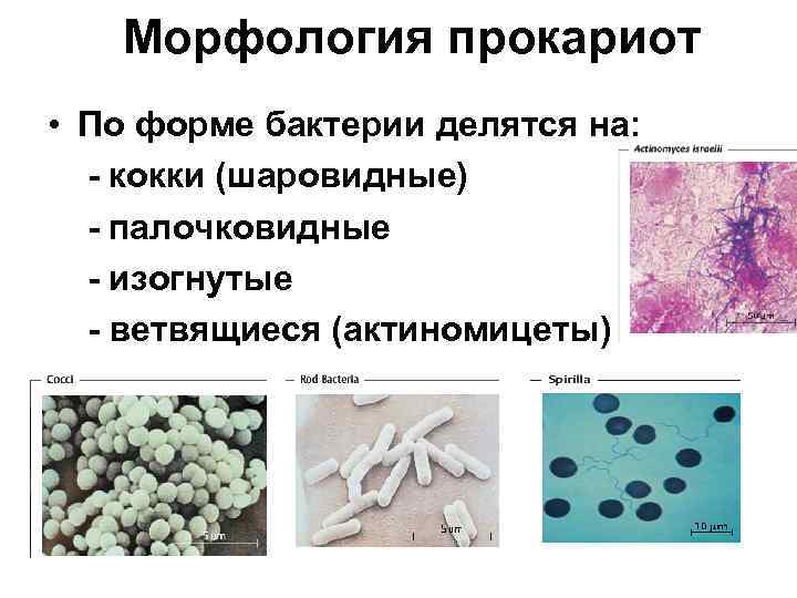 Морфология микроорганизмов микробиология