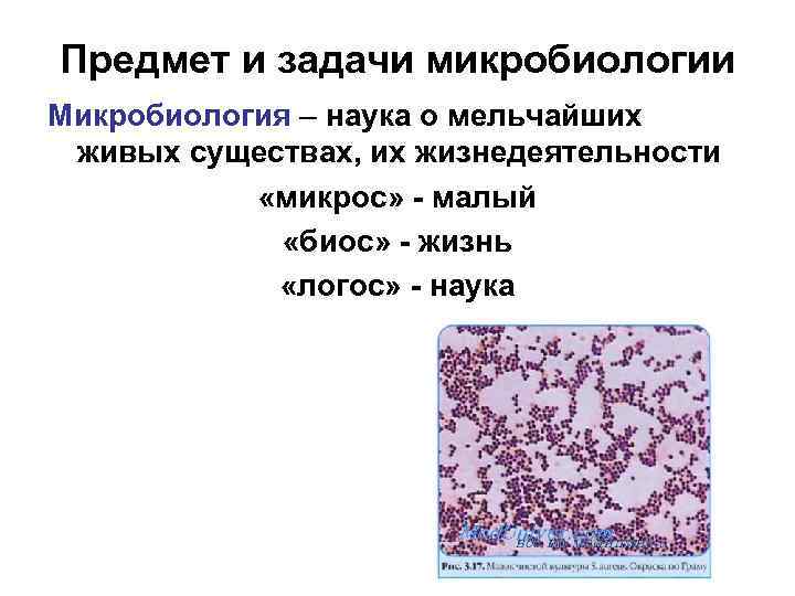 Предмет и задачи микробиологии Микробиология – наука о мельчайших живых существах, их жизнедеятельности «микрос»