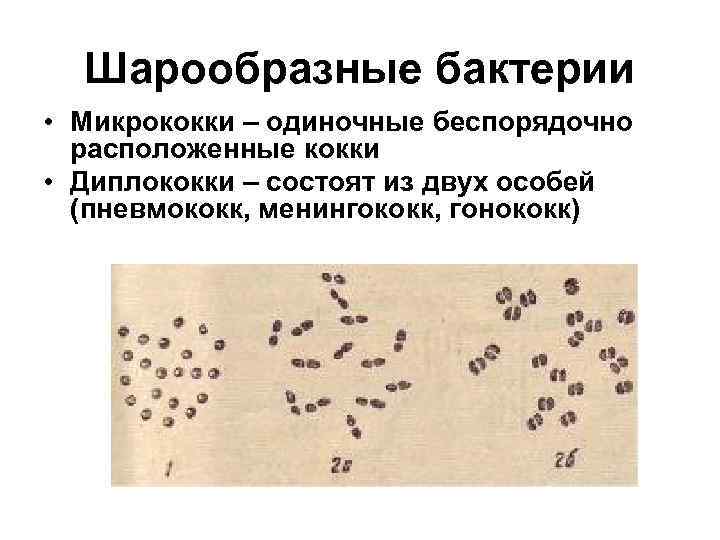 Шарообразные бактерии • Микрококки – одиночные беспорядочно расположенные кокки • Диплококки – состоят из