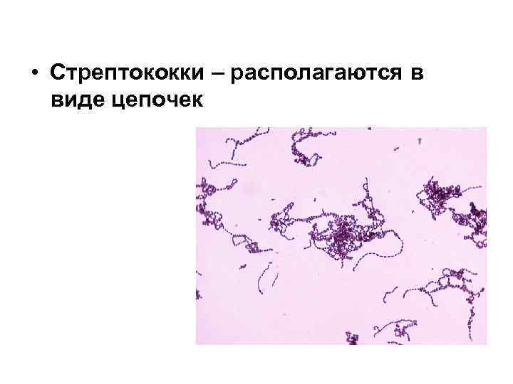  • Стрептококки – располагаются в виде цепочек 