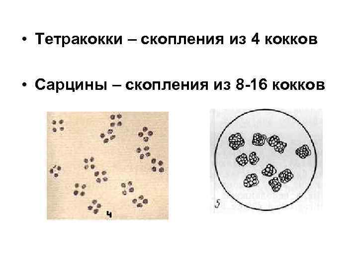  • Тетракокки – скопления из 4 кокков • Сарцины – скопления из 8