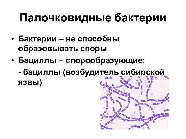 Морфология бактерий презентация