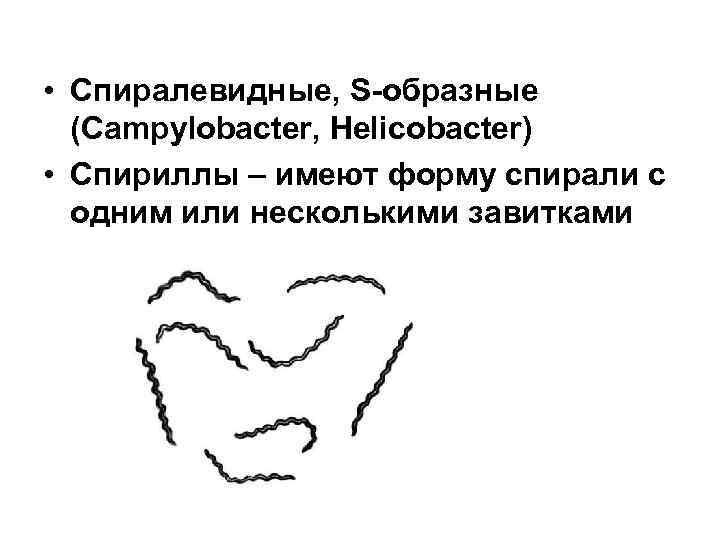  • Спиралевидные, S-образные (Campylobacter, Helicobacter) • Спириллы – имеют форму спирали с одним