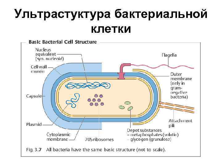 Ультрастуктура бактериальной клетки 