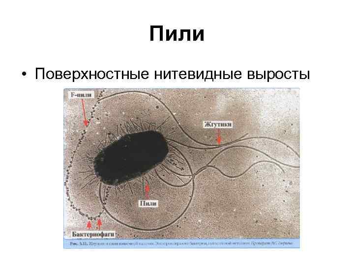 Пили • Поверхностные нитевидные выросты 