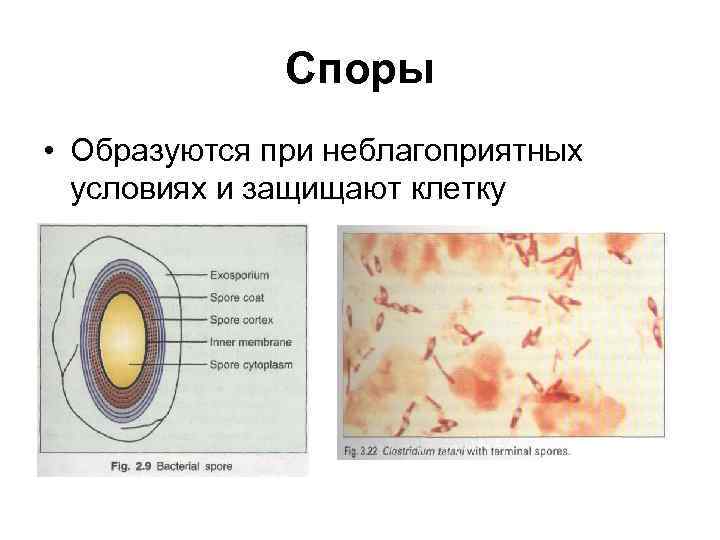 Споры • Образуются при неблагоприятных условиях и защищают клетку 