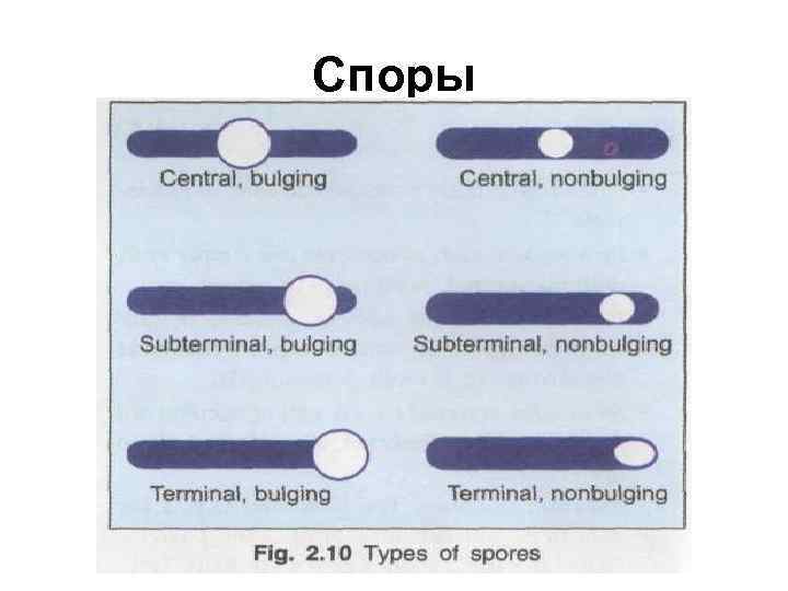 Споры 