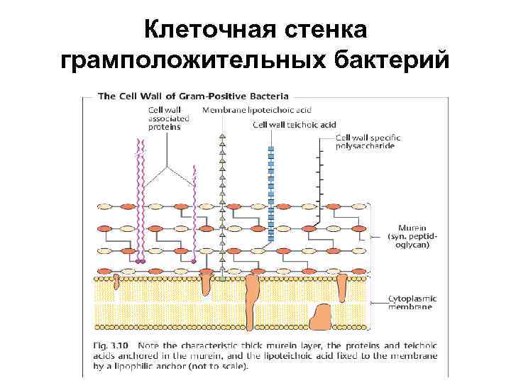 Клеточная стенка грамположительных бактерий 