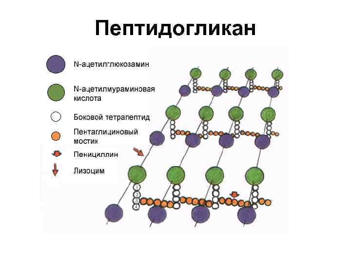 Пептидогликан 