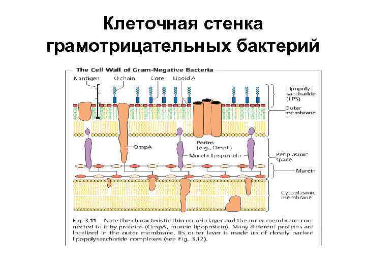 Клеточная стенка грамотрицательных бактерий 