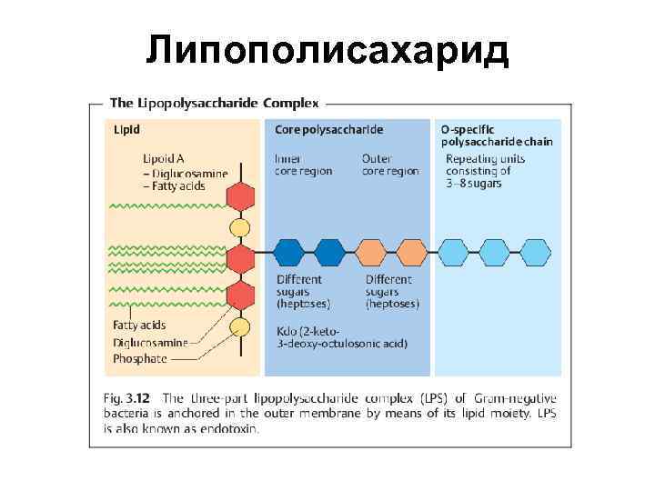 Липополисахарид 