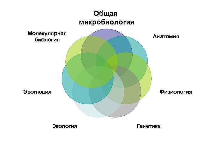 Общая микробиология Молекулярная биология Анатомия Физиология Эволюция Экология Генетика 