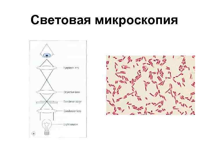 Виды микроскопии схема