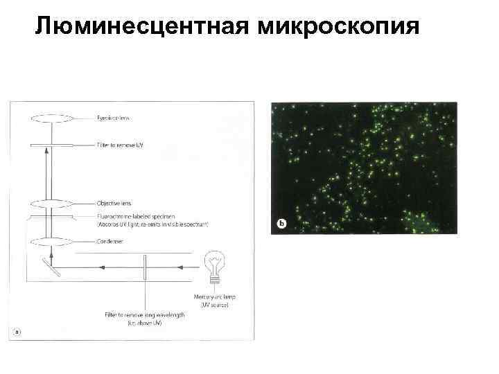 Люминесцентная микроскопия 