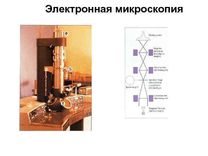 Электронная микроскопия 