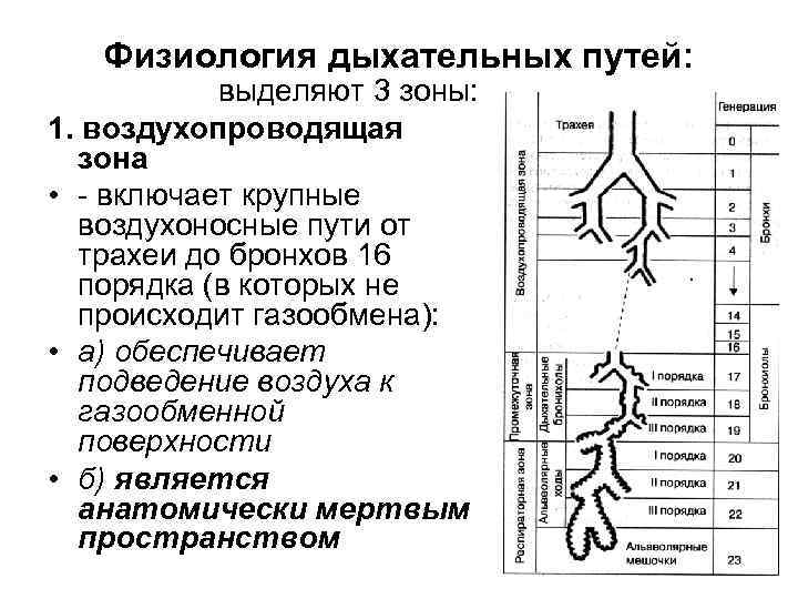 Воздухоносные пути по схеме вейбеля насчитывают порядка ов