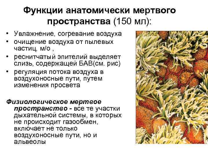 Функции анатомически мертвого пространства (150 мл): • Увлажнение, согревание воздуха • очищение воздуха от