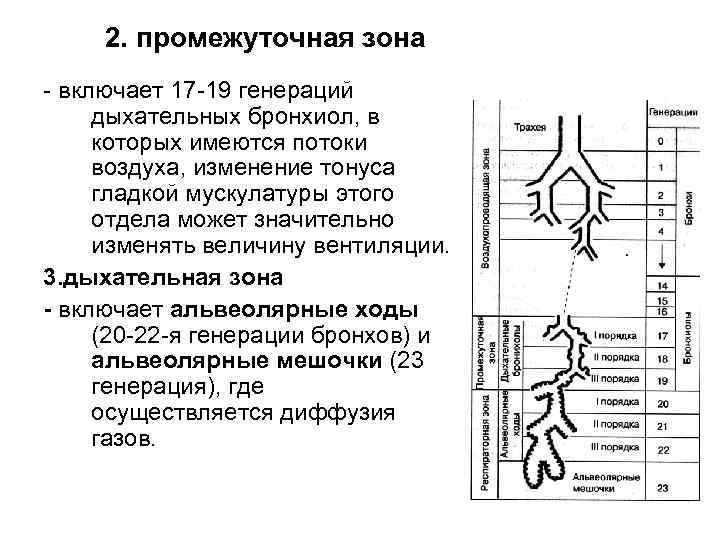 2. промежуточная зона - включает 17 -19 генераций дыхательных бронхиол, в которых имеются потоки