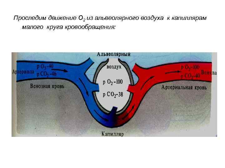 Проследим движение О 2 из альвеолярного воздуха к капиллярам малого круга кровообращения: 