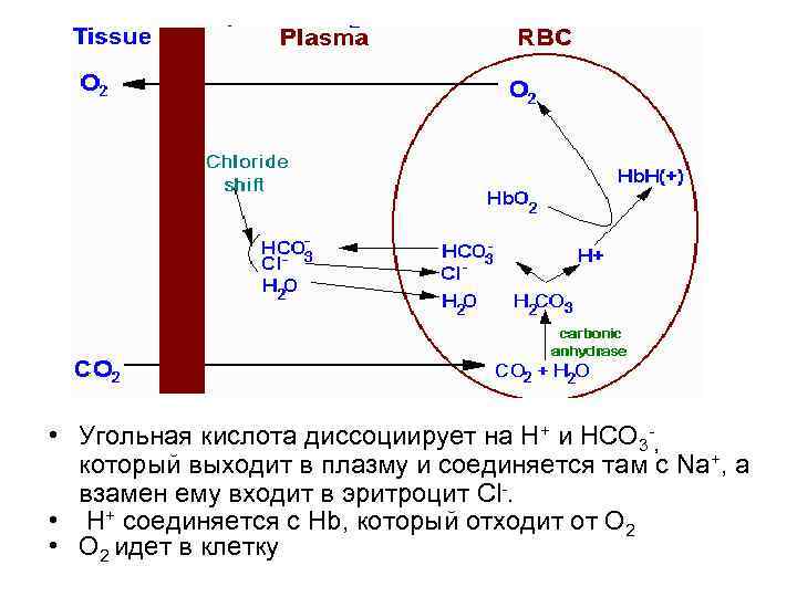  • Угольная кислота диссоциирует на Н+ и НСО 3 -, который выходит в