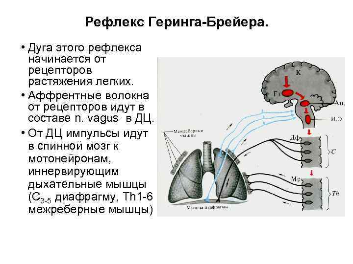 Схема рефлекса растяжения