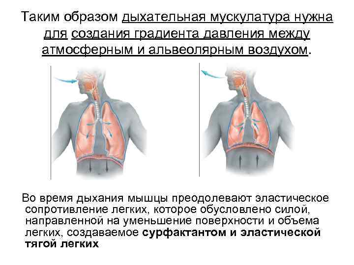 Паралич дыхательной мускулатуры развивается при отравлении