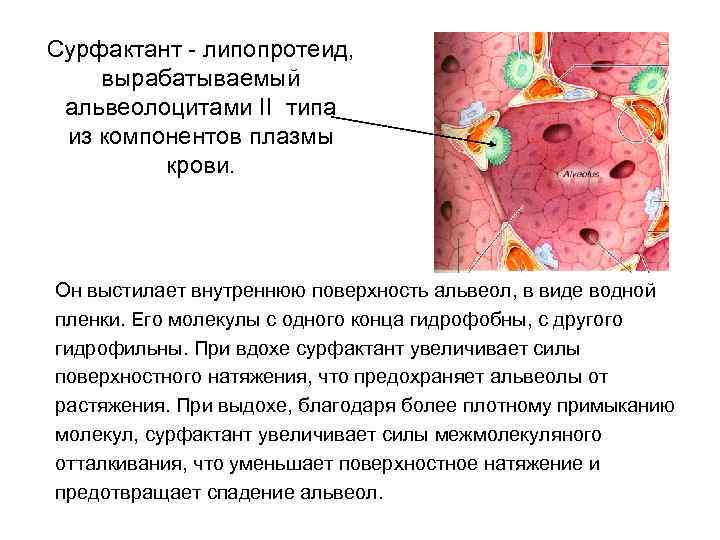 Сурфактант - липопротеид, вырабатываемый альвеолоцитами II типа из компонентов плазмы крови. Он выстилает внутреннюю