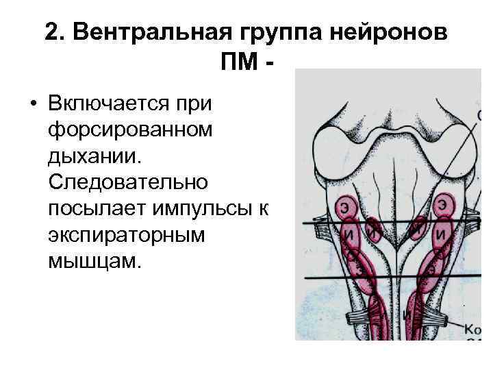 2. Вентральная группа нейронов ПМ • Включается при форсированном дыхании. Следовательно посылает импульсы к