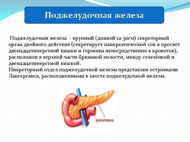 Аберрантная поджелудочная железа. Поджелудочная железа секретирует. Добавочная поджелудочная железа. Аберрантная поджелудочная железа кт.