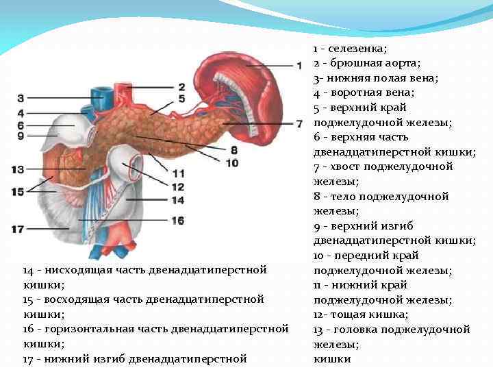 Какой цифрой на рисунке обозначена железа. Спереди от верхней части двенадцатиперстной кишки располагается. Нисходящая часть двенадцатиперстной кишки анатомия. Двенадцатиперстная кишка части. Двенадцатиперстная кишка части анатомия.