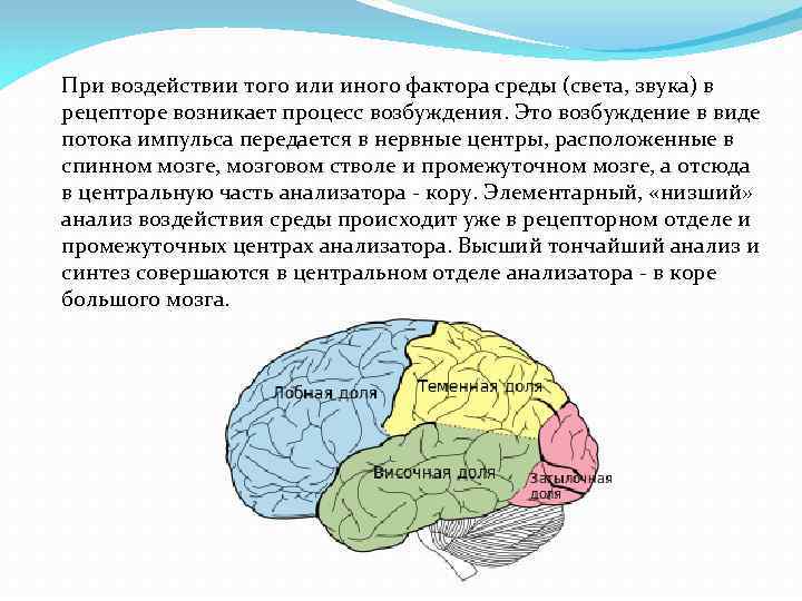 При воздействии того или иного фактора среды (света, звука) в рецепторе возникает процесс возбуждения.