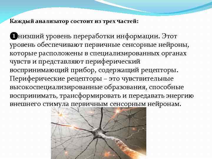 Каждый анализатор состоит из трех частей: ❶низший уровень переработки информации. Этот уровень обеспечивают первичные