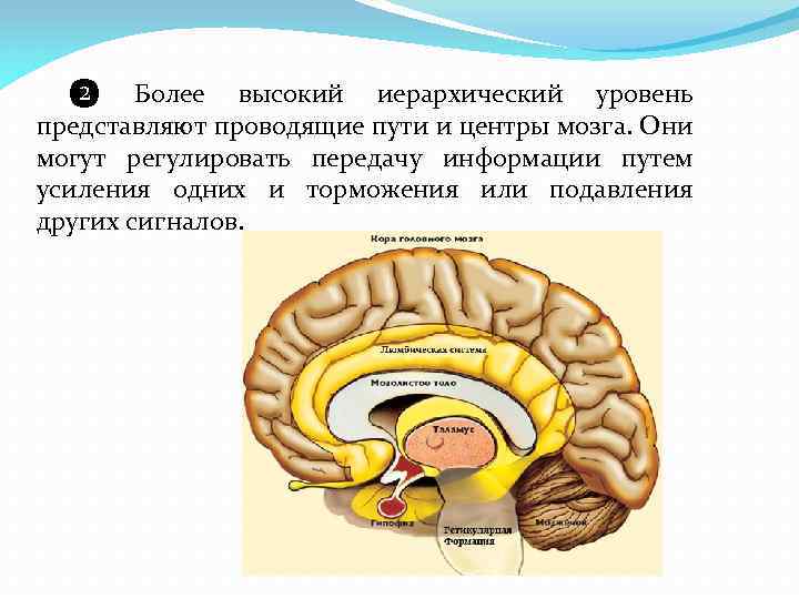  ❷ Более высокий иерархический уровень представляют проводящие пути и центры мозга. Они могут