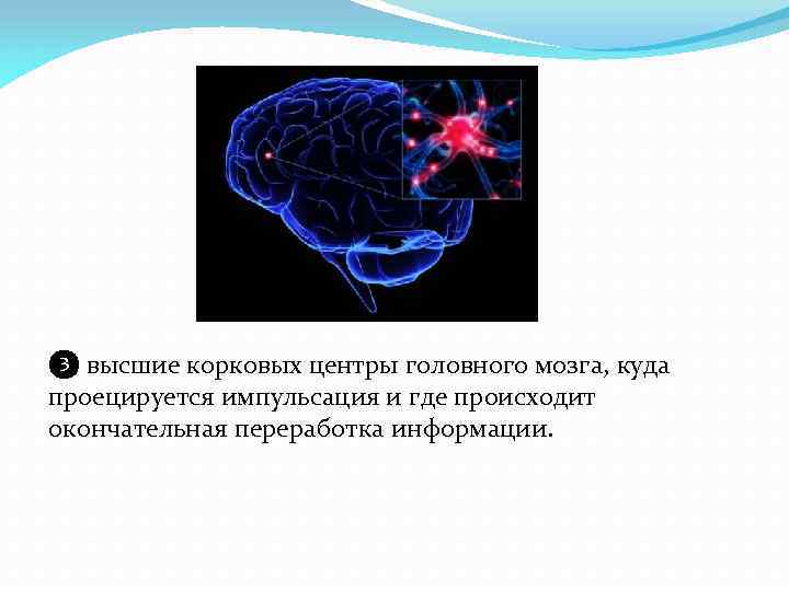 ❸ высшие корковых центры головного мозга, куда проецируется импульсация и где происходит окончательная переработка