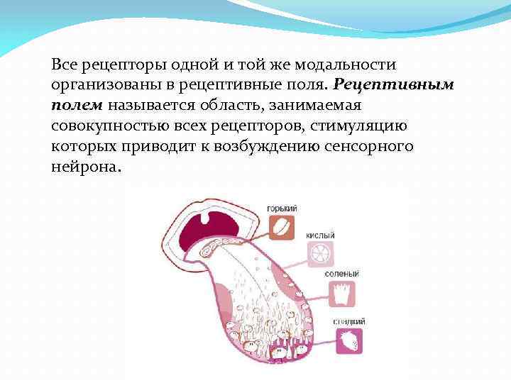 Все рецепторы одной и той же модальности организованы в рецептивные поля. Рецептивным полем называется