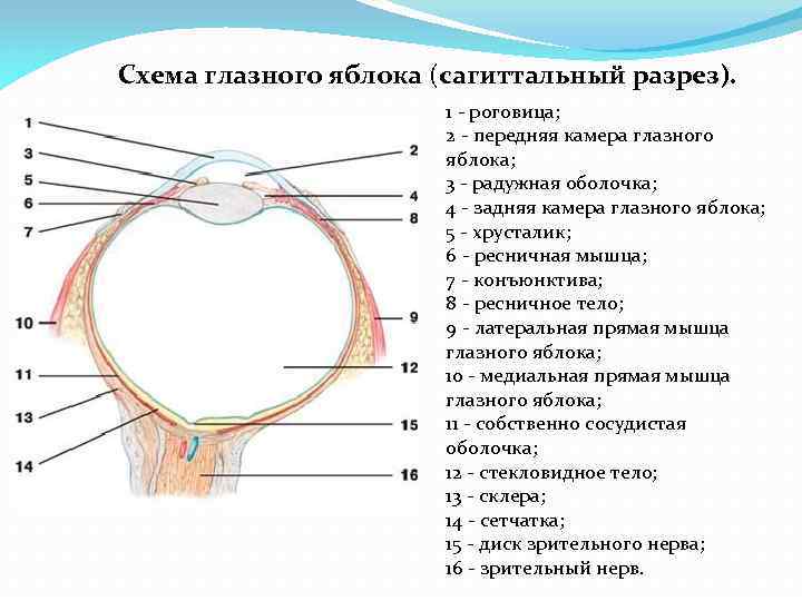 Схема строения глазного яблока