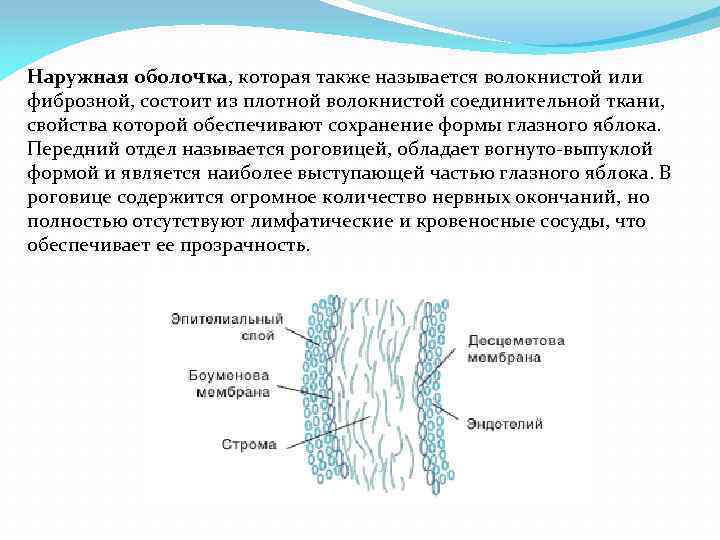 Соединительная оболочка